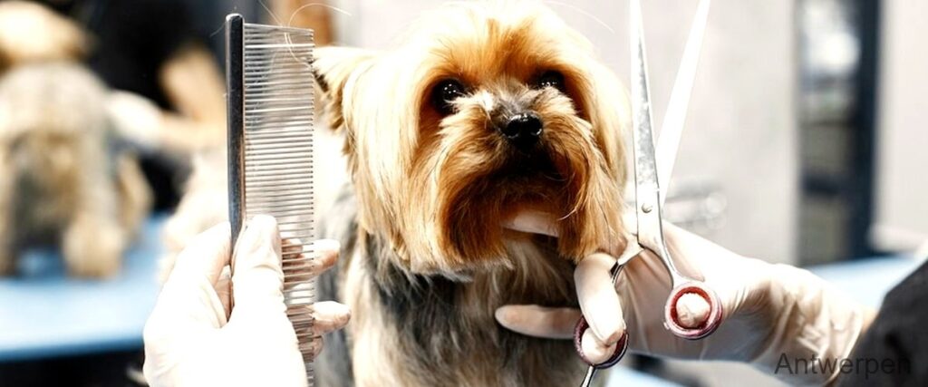 De 7 beste dierentrimmers in Antwerpen