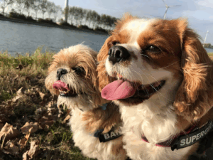 De bedrijfsnaam is Betty's trimsalon