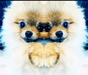 De bedrijfsnaam is Fox