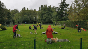 De bedrijfsnaam is kleuterschool voor honden vzw